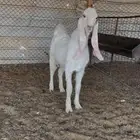 تيس مطور فاخر