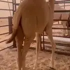 قعود