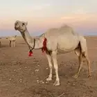 ناقة للبيع او للبدل ب غنم او معزا