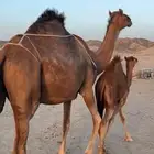 خلفه ساحليه(( تم البيع ))