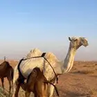 ناقه طيبه جدا بس حاله وسط من قل العلف ضروبه بايعه ولدها