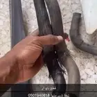 قطع دباب ديار مستخدمة مجرد معلن تواصل مع الرقم