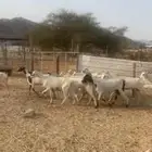 معزا بيض عددها 13 راس حد بيع 320ريال