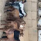 تيوس وعنقان