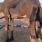 قعدان مستورد مرابي