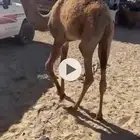 للبيع بكره