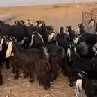 للبيع معزاء مراح