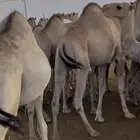 للبيع حشو سواكن فل شحم مرباه اكثر من 4 شهور