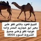 قعود باتلي كفو على بعير ابو عجاريد الحمر وامه عونيه كفو