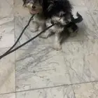 كلاب
