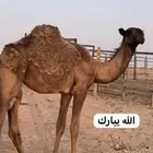 حواره باتليه