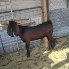 تيوس مشاريع فحول