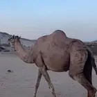 ناقه (( تم البيع ))