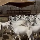 تيوس يمنيه فواخر