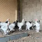 دجاج براهما