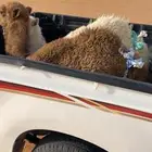 قعدان لبانبيه
