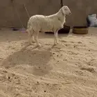 خروف جبر حري