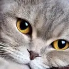 سكوتش فولد تزواج