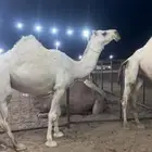 للبيع ضروبه ثنيه كفو