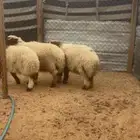 ذبايح نعيم جبر