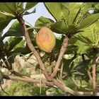 شتلات لوز قطيفي اسكندراني أحمر