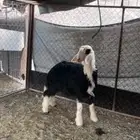 رخال