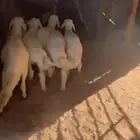 حري لباني عمره ثلاثه شهور مع الصلخ والتوصيل