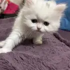 قطط شيرازي