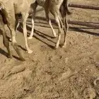 قعدان تربيه
