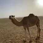 حقه شقحاء على الهدب