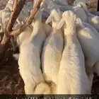 طليان تربيه شكل وشعره وطرف