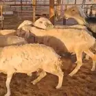 للبيع 8 شياه حريات معها نجديه وحده