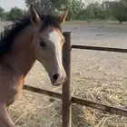 مهره شعيبه حفيدت ديمراكش كفو عمراها 9 شهور