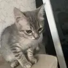 قط للتبني