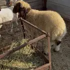 ذبايح