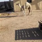 حواره تماميه ( تم البيع )