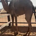 للبيع قعود عمرها 7 شهور فل شحم