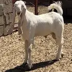 مشروع فحل تيس طيب
