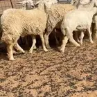 غنم حريه الموقع عفيف
