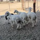 اربع طليان فل شحم وطعامها رقم واحد