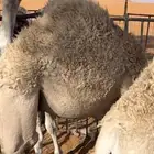 حشو للبيع
