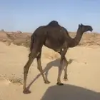 لقيه مجهم كفوو للبيع