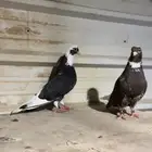 ازواج قطايف فواخر
