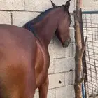 مهره شعيبه فاخره