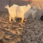 للبيع معزاء قزم فواخر -ماعز القزم صنف