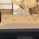 هجن