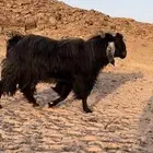 تيس للبيع شرط القريع السن موضح بصوره