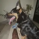 كلب جيرمن شيبرد