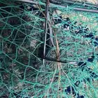 مصيده صقور وحمام