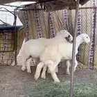 Herafa 3 for sale located in Nafie four months and older